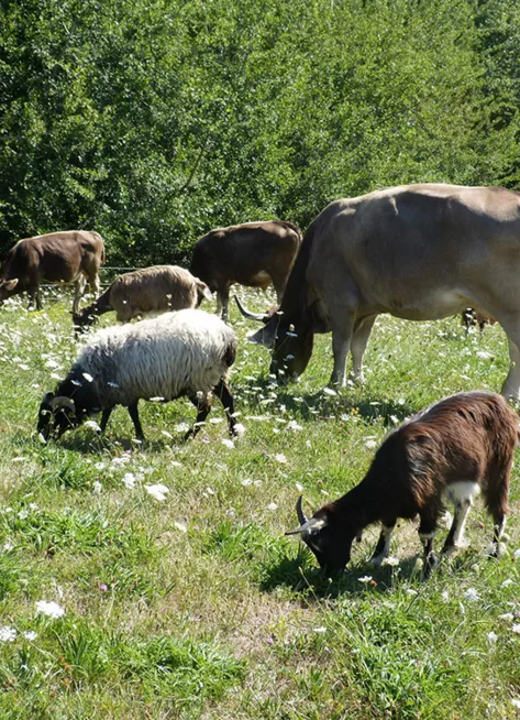 Pâturage et risques parasitisme = une symbiose à 3 : prairie, ruminant, parasites